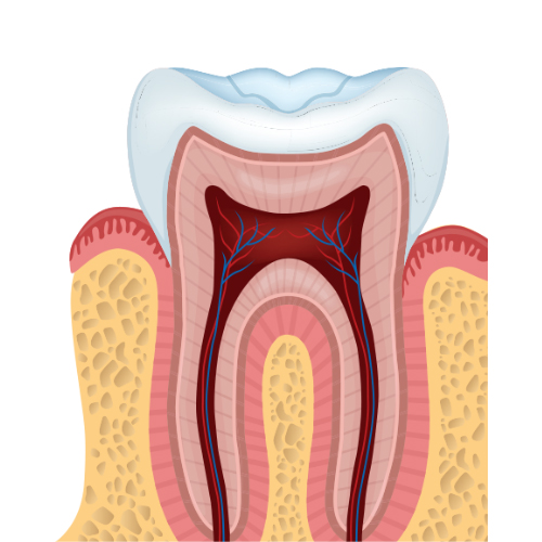 Ilustración anatómica de un diente humano, mostrando las capas internas y la pulpa dental para educación odontológica.